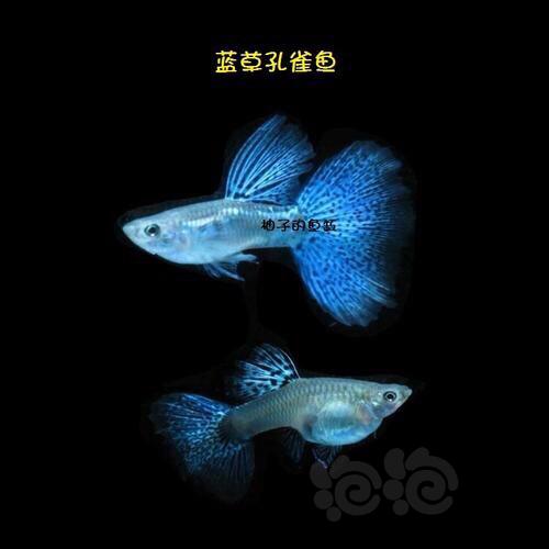 【出售】孔雀鱼蓝草尾-图1