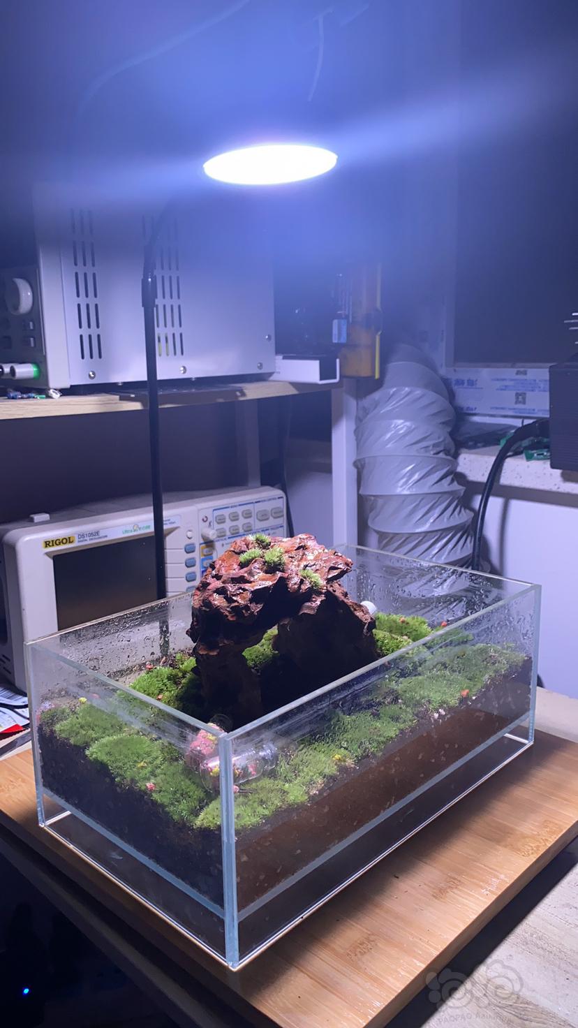 老婆给自己的苔藓缸做了个灯-图8