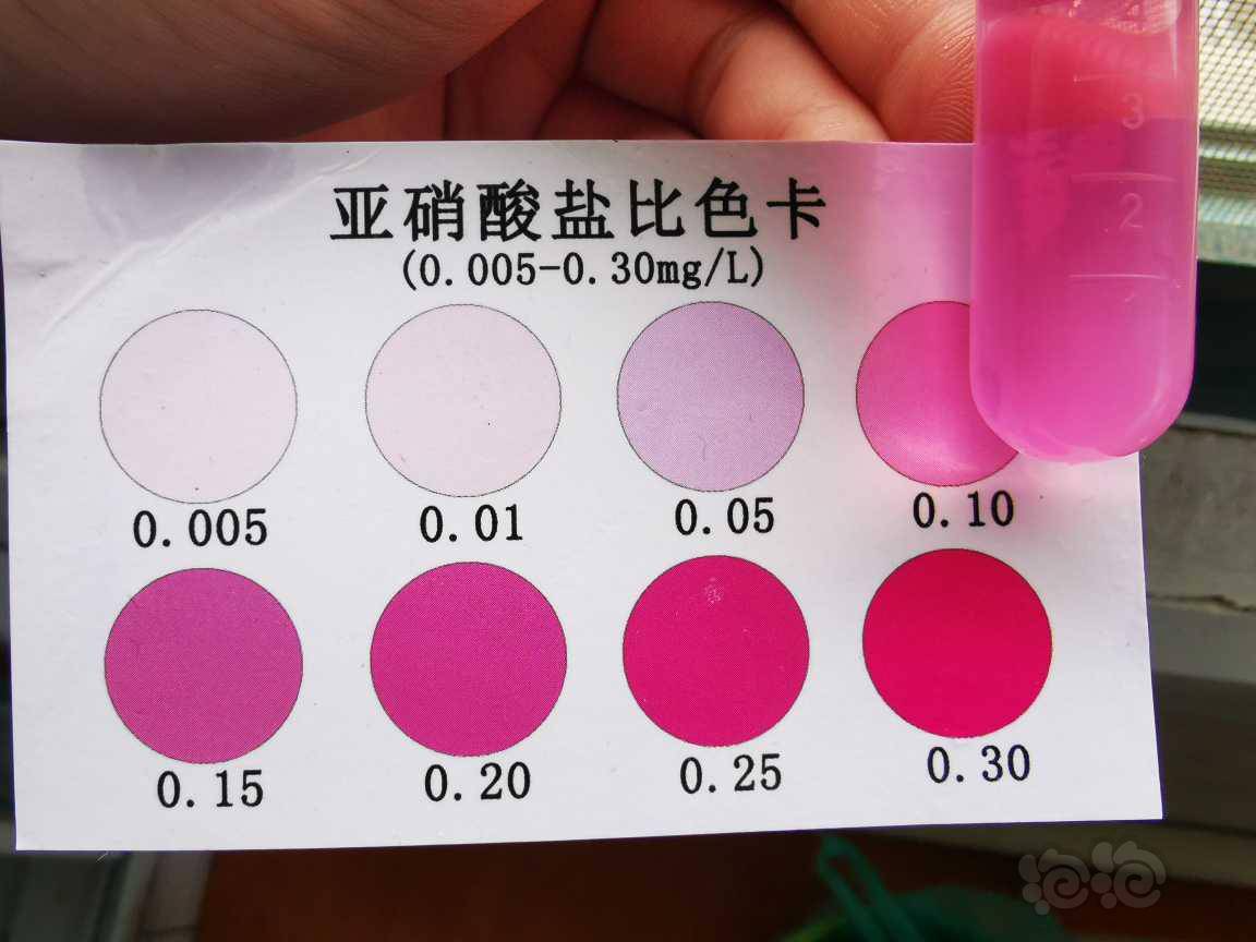 灯科鱼开缸3个星期亚硝酸盐含量终于降下来了