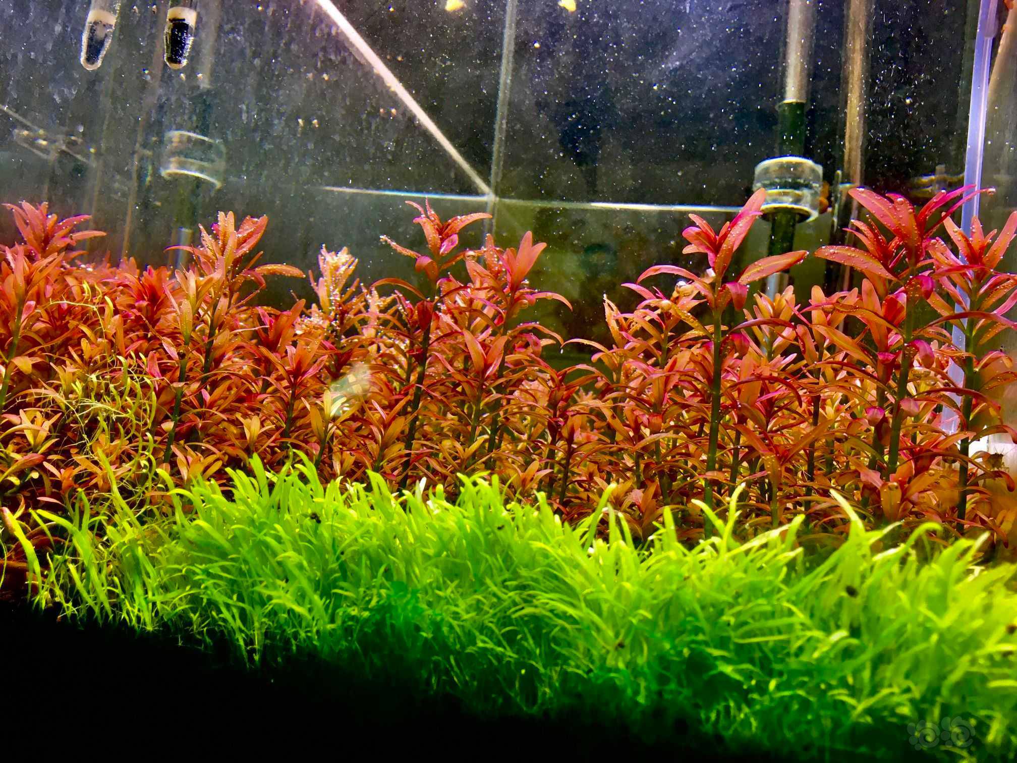 出70颗左右夕烧