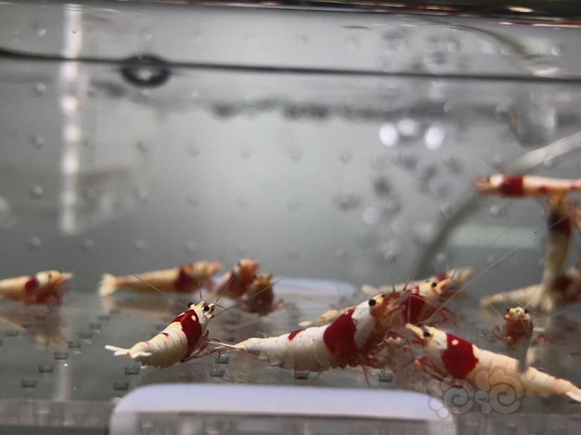 【虾】2021-06-03#RMB拍卖#纯血红白水晶虾一份20只-图4