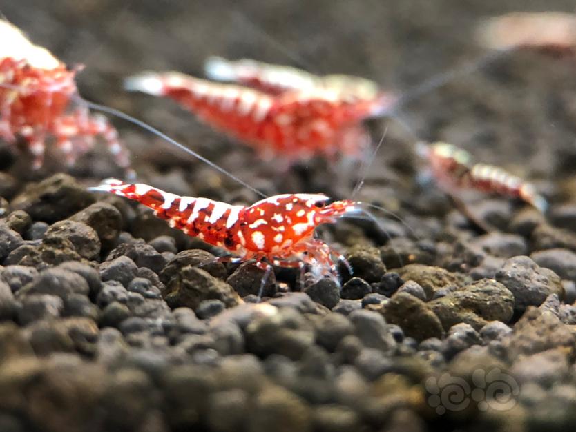 【虾】2021-06-19#RMB拍卖#红银河小虾5只-图2