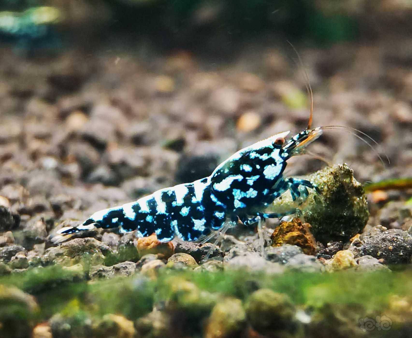 202161rmb拍卖黑银河星钻繁殖组一份3只