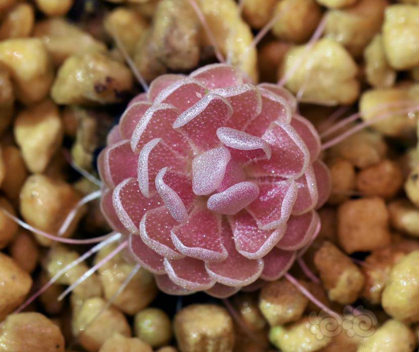 【食虫】弗洛里捕虫堇 - 泡泡水族