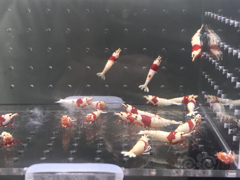 【虾】2021-6-13#RMB拍卖#纯血红白一份20只-图8