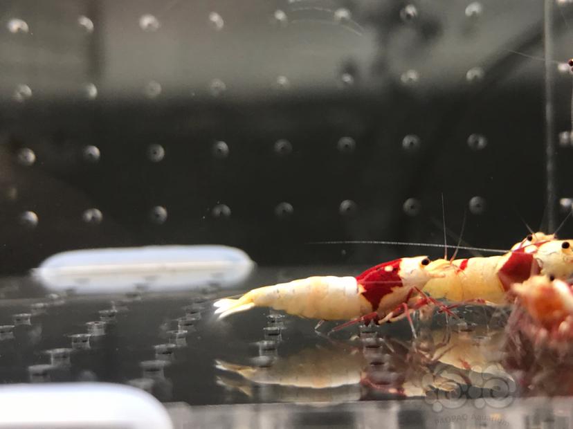 【虾】2021-06-01#RMB拍卖#纯血红白水晶虾一份16只-图4