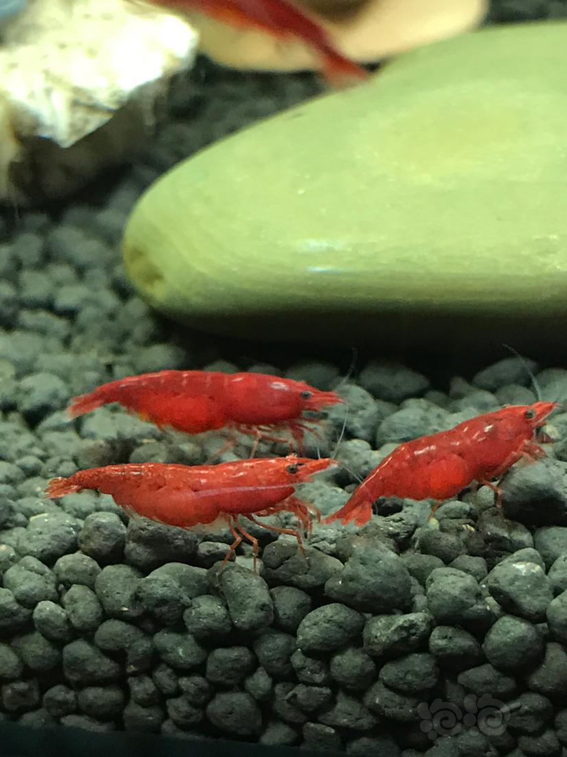 红红的玛丽虾-图1