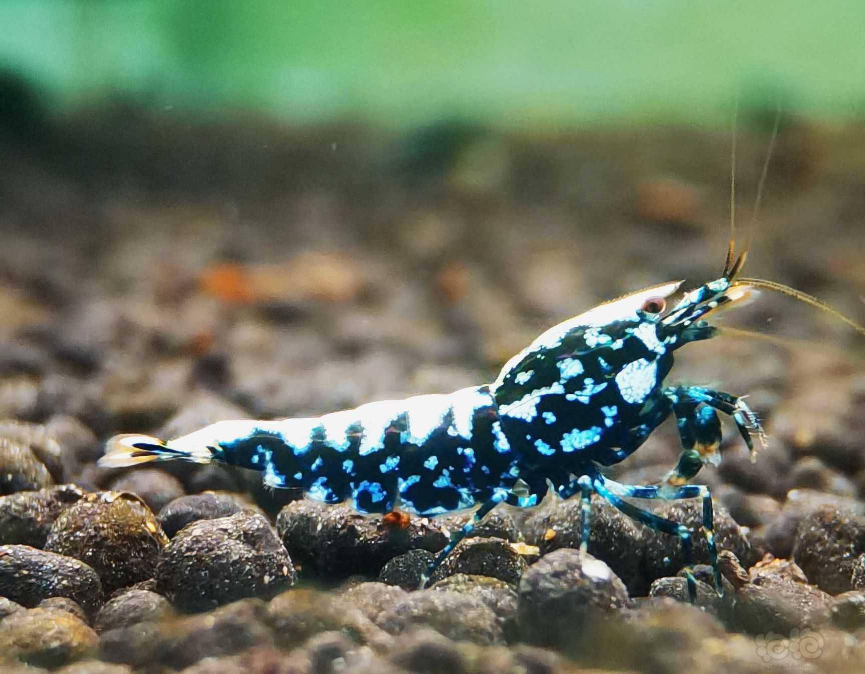 2021613rmb拍卖黑银河星钻繁殖组一份3只