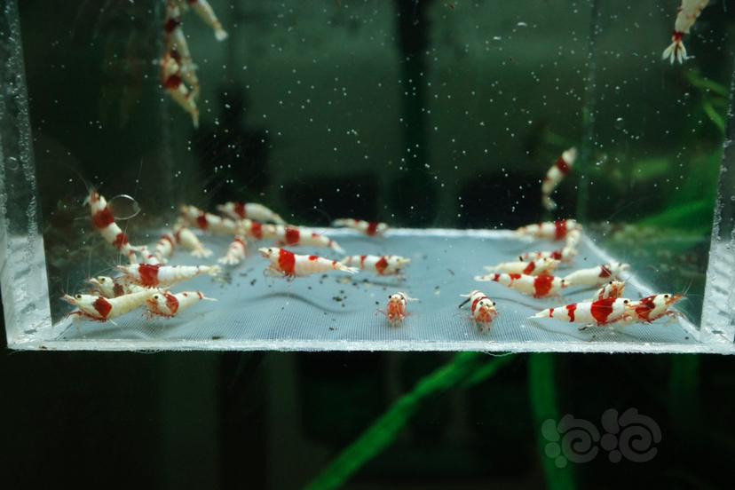 【虾】2021-06-24#RMB#拍卖红白水晶虾压成70只-图1