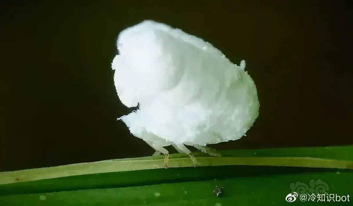 羽衣虫，一种伪装成白云的可爱小虫-图1