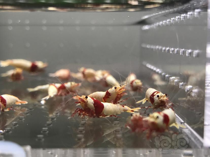 【虾】2021-06-07#RMB拍卖#纯血红白水晶虾一份18只-图1