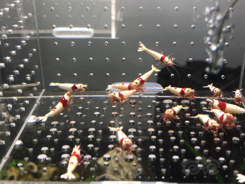 【虾】2021-06-04#RMB拍卖#纯血红白水晶虾一份20只-图2