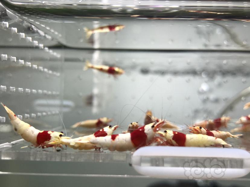 【虾】2021-06-03#RMB拍卖#纯血红白水晶虾一份20只-图2