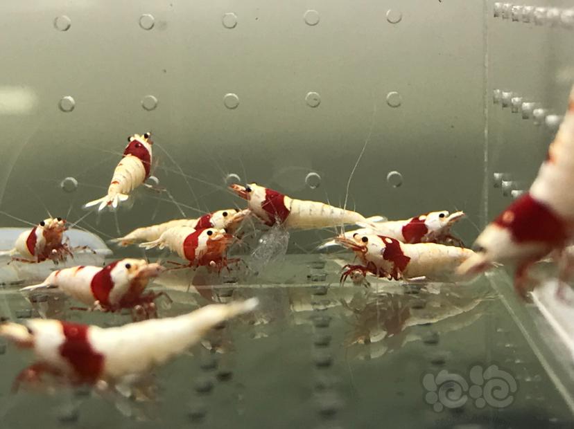 【虾】2021-6-28#RMB拍卖#纯血红白一份18只-图2