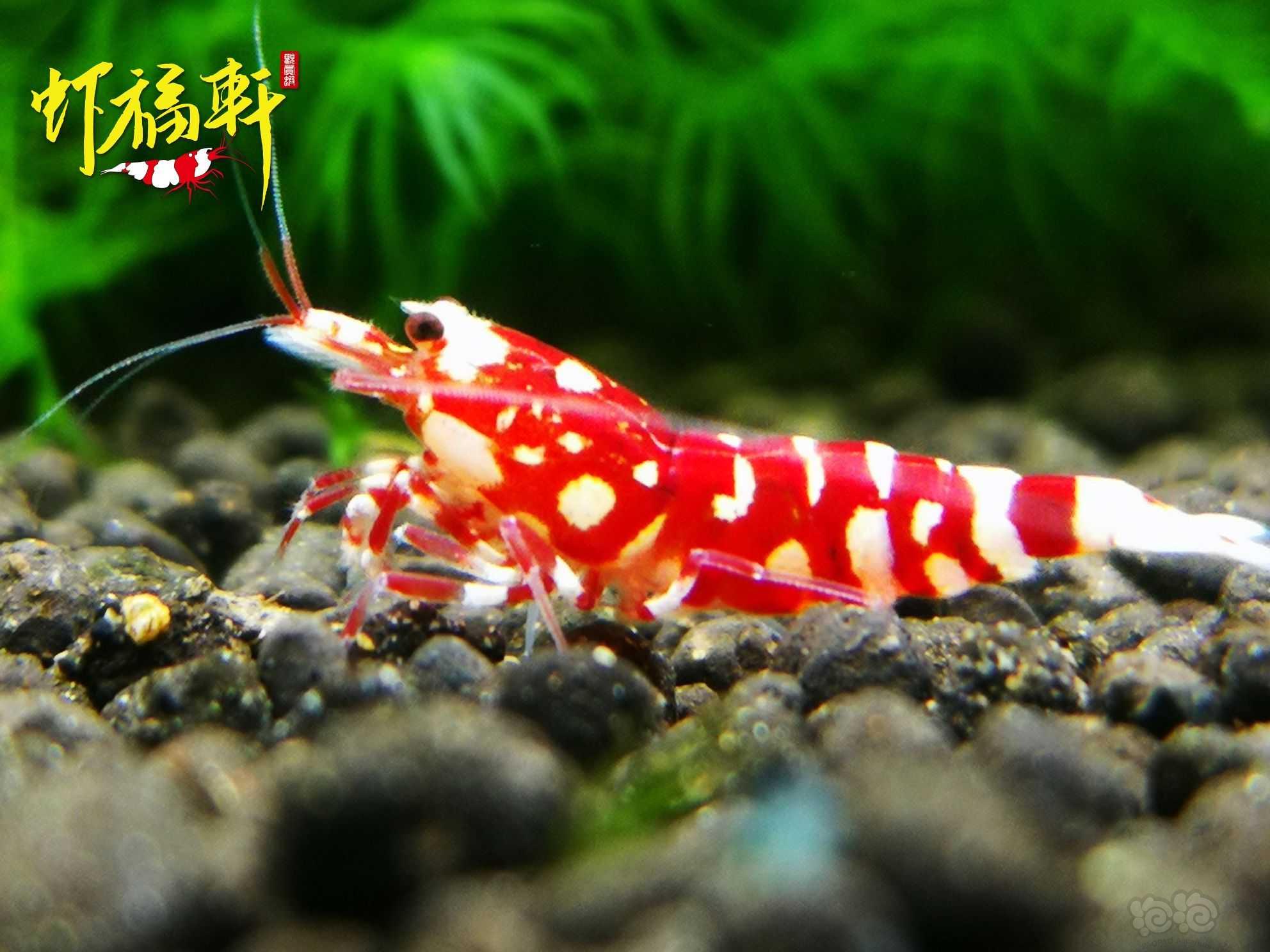 【虾】2021-06-11#RMB拍卖#红花虎新成2只-图2