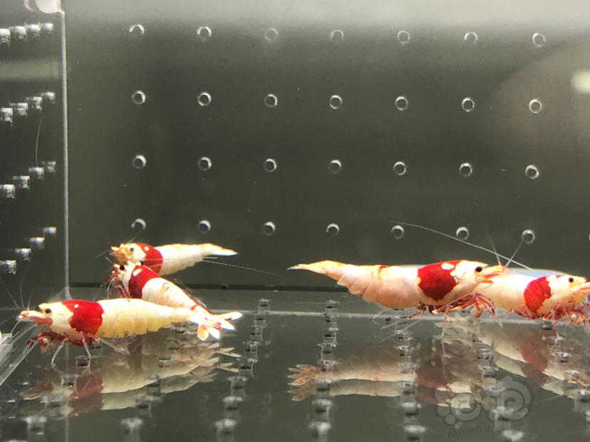 【虾】2021-06-09#RMB拍卖#纯血红白水晶虾一份18只-图4