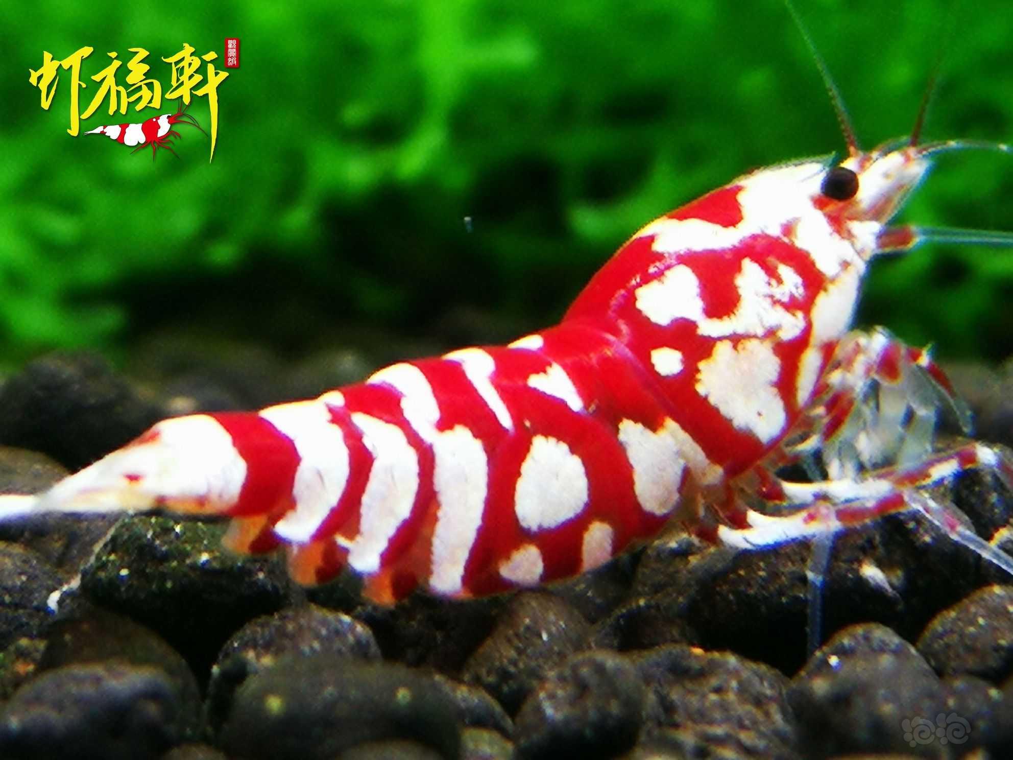 【虾】2021-06-03#RMB拍卖#红花虎2只-图1