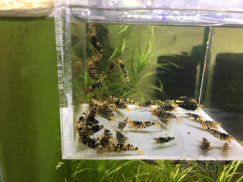 【虾】2021-06-26#RMB拍卖黑花虎水晶虾-图1