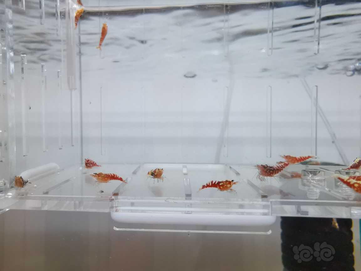 【虾】2021-06-29#RMB拍卖红银河水晶虾28只-图4