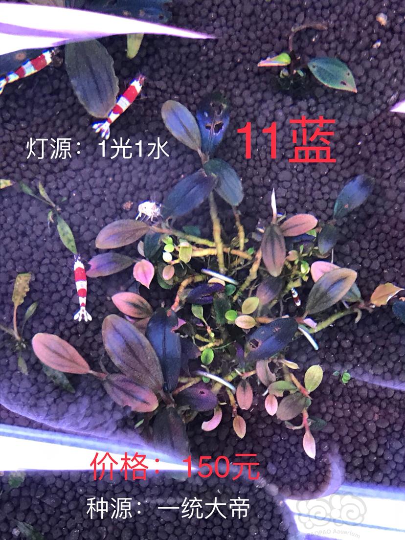 【辣椒榕】出11蓝、12金属蓝、泰坦、15凤凰四个丛-图1