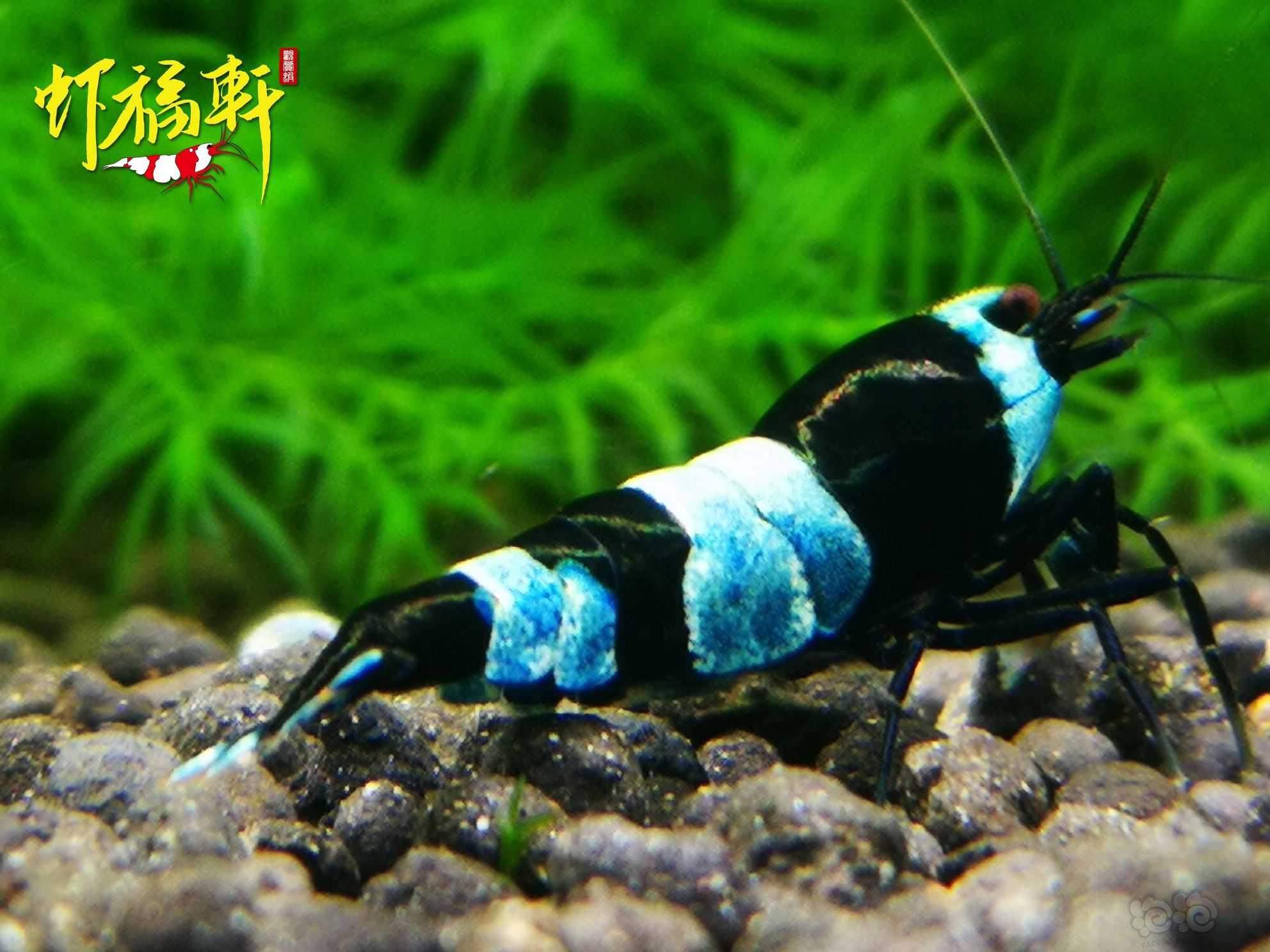 【虾】2021-06-05#RMB拍卖#蓝化黑金刚3只-图5