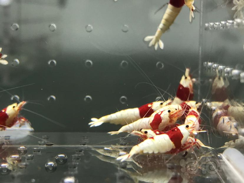 【虾】2021-06-05#RMB拍卖#纯血红白水晶虾一份18只-图2