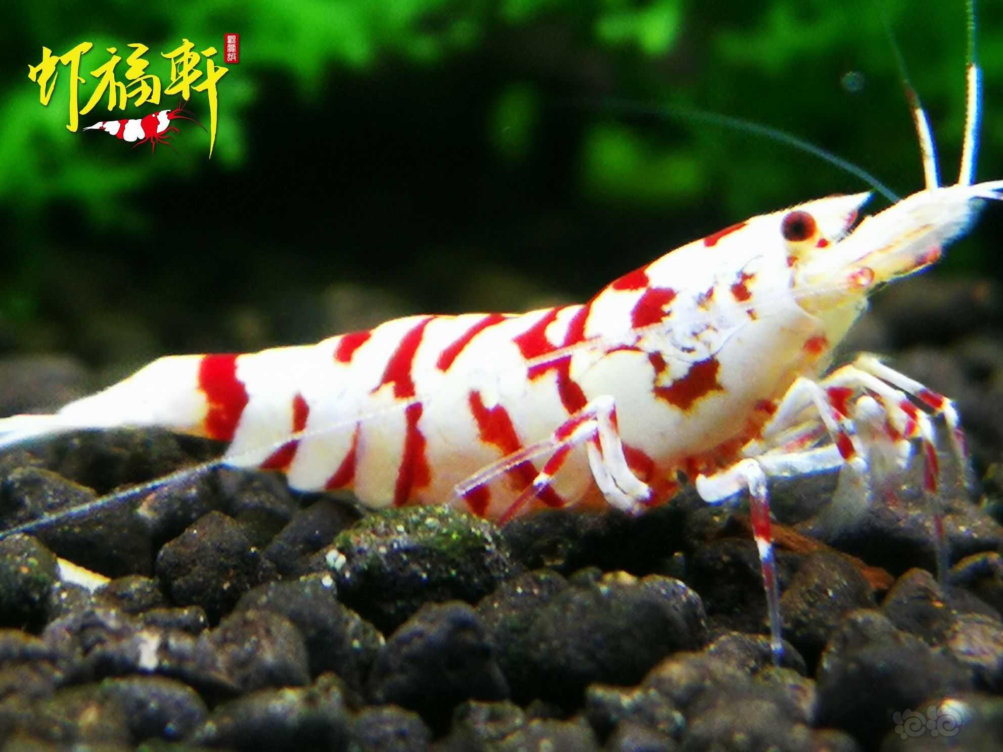 【虾】2021-06-03#RMB拍卖#红花虎2只-图4