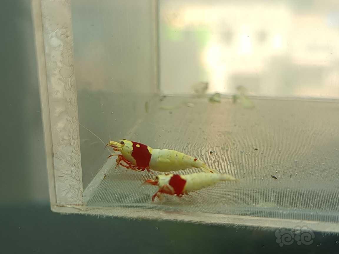 【虾】2021-06-15#RMB拍卖#新成红白纯血白躯水晶虾一份-图2