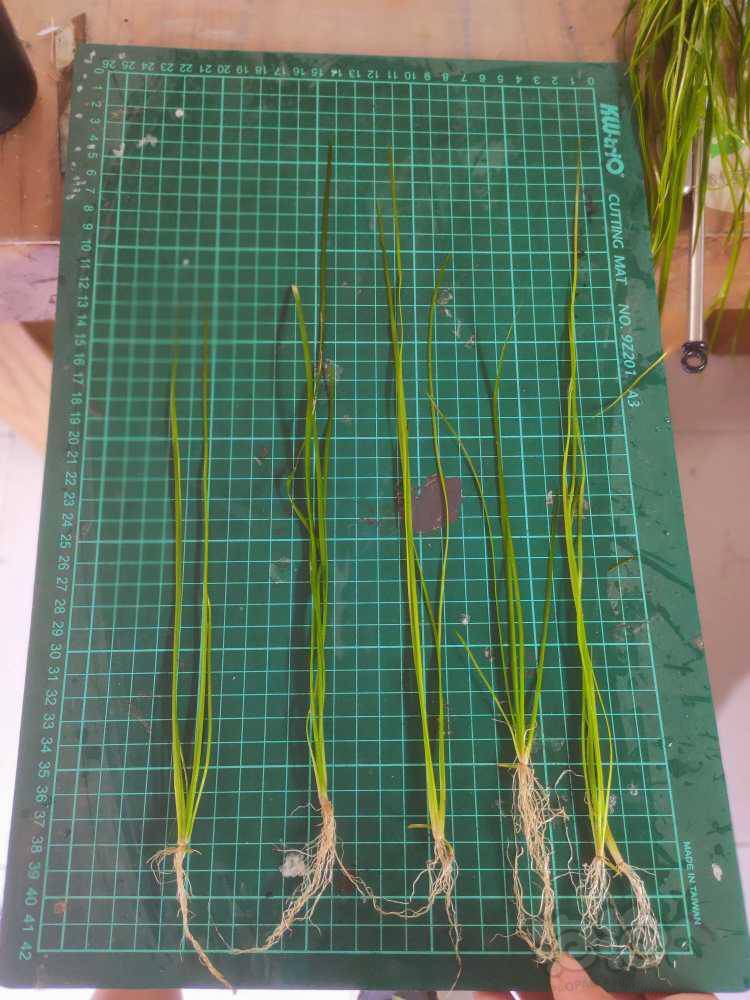 细叶水兰线叶水兰