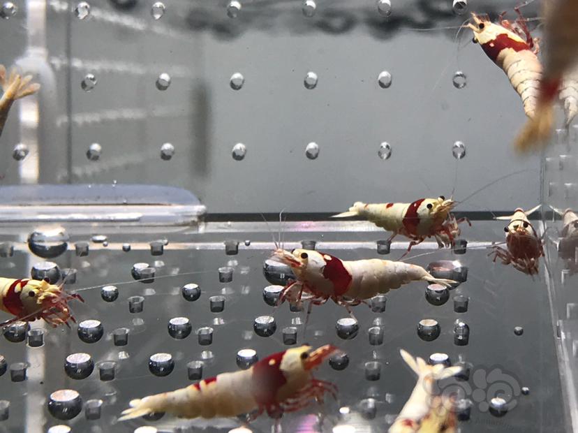 【虾】2021-06-04#RMB拍卖#纯血红白水晶虾一份20只-图7