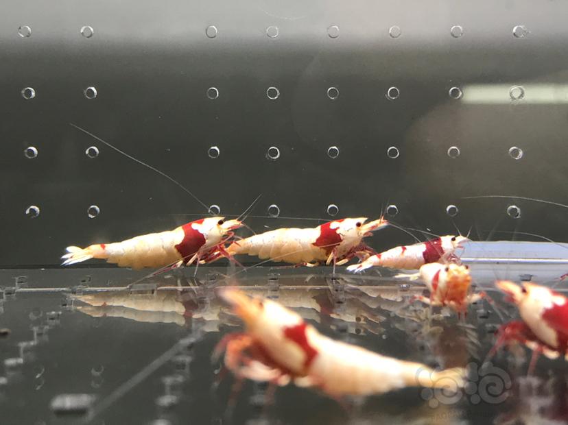 【虾】2021-06-09#RMB拍卖#纯血红白水晶虾一份18只-图3