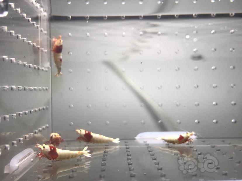 【虾】2021-06-07#RMB拍卖#纯血红白繁殖组一份5只-图8