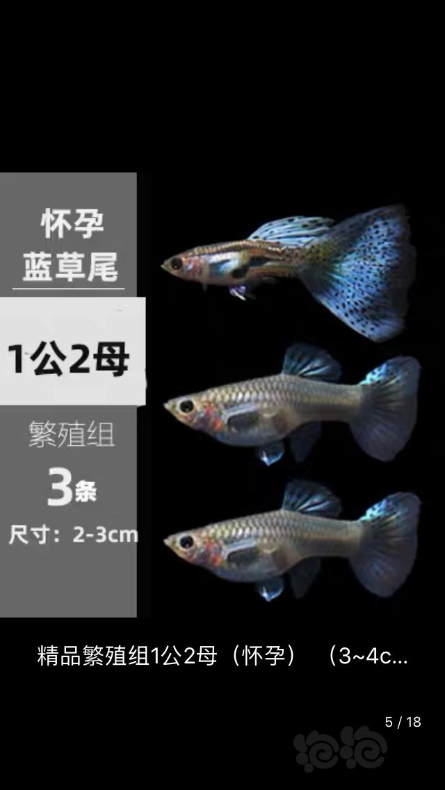 【出售】孔雀鱼蓝草尾-图3
