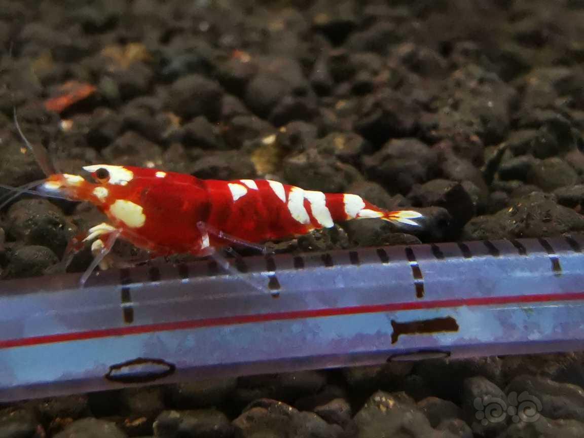【虾】2021-06-21RMB拍卖#红花虎公虾4只-图12
