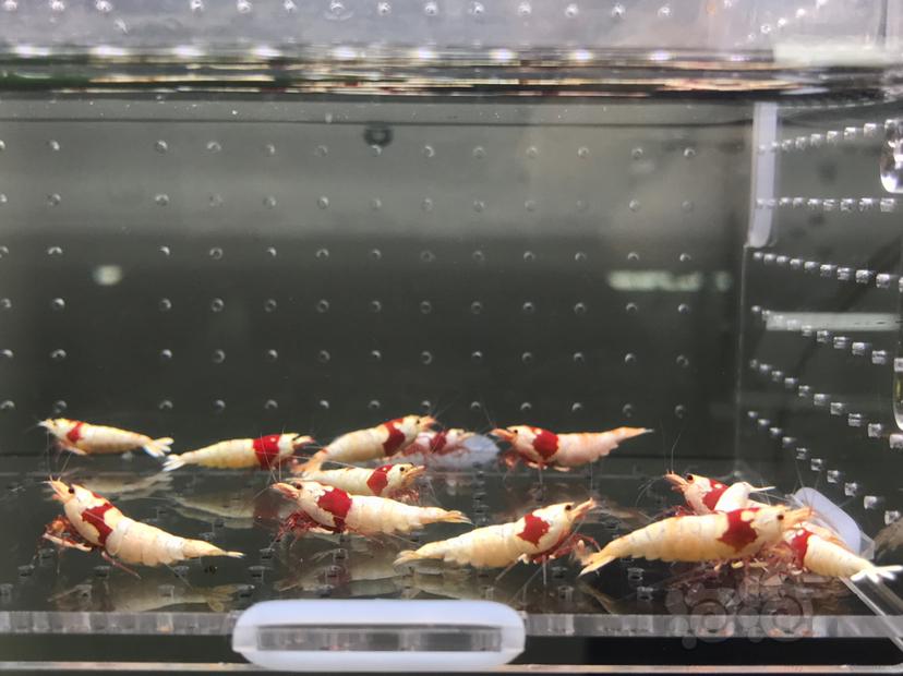 【虾】2021-06-09#RMB拍卖#纯血红白水晶虾一份18只-图9