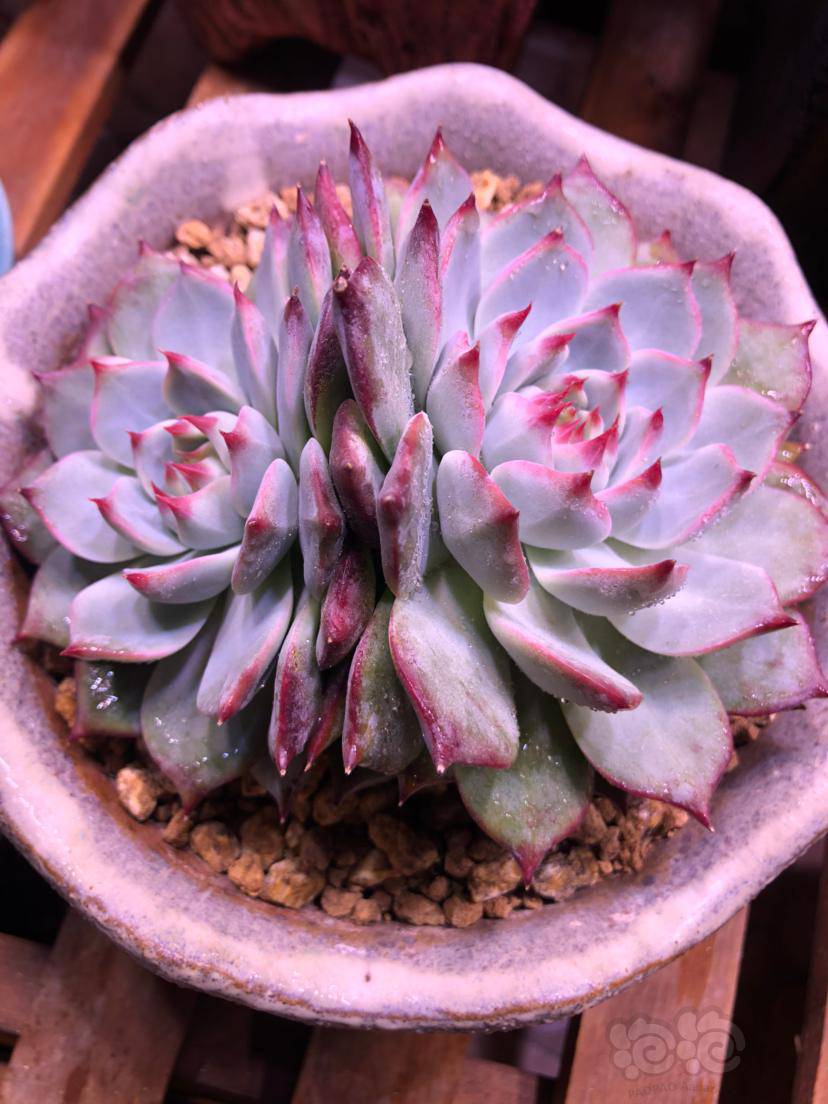 双头韩货老桩水蜜桃