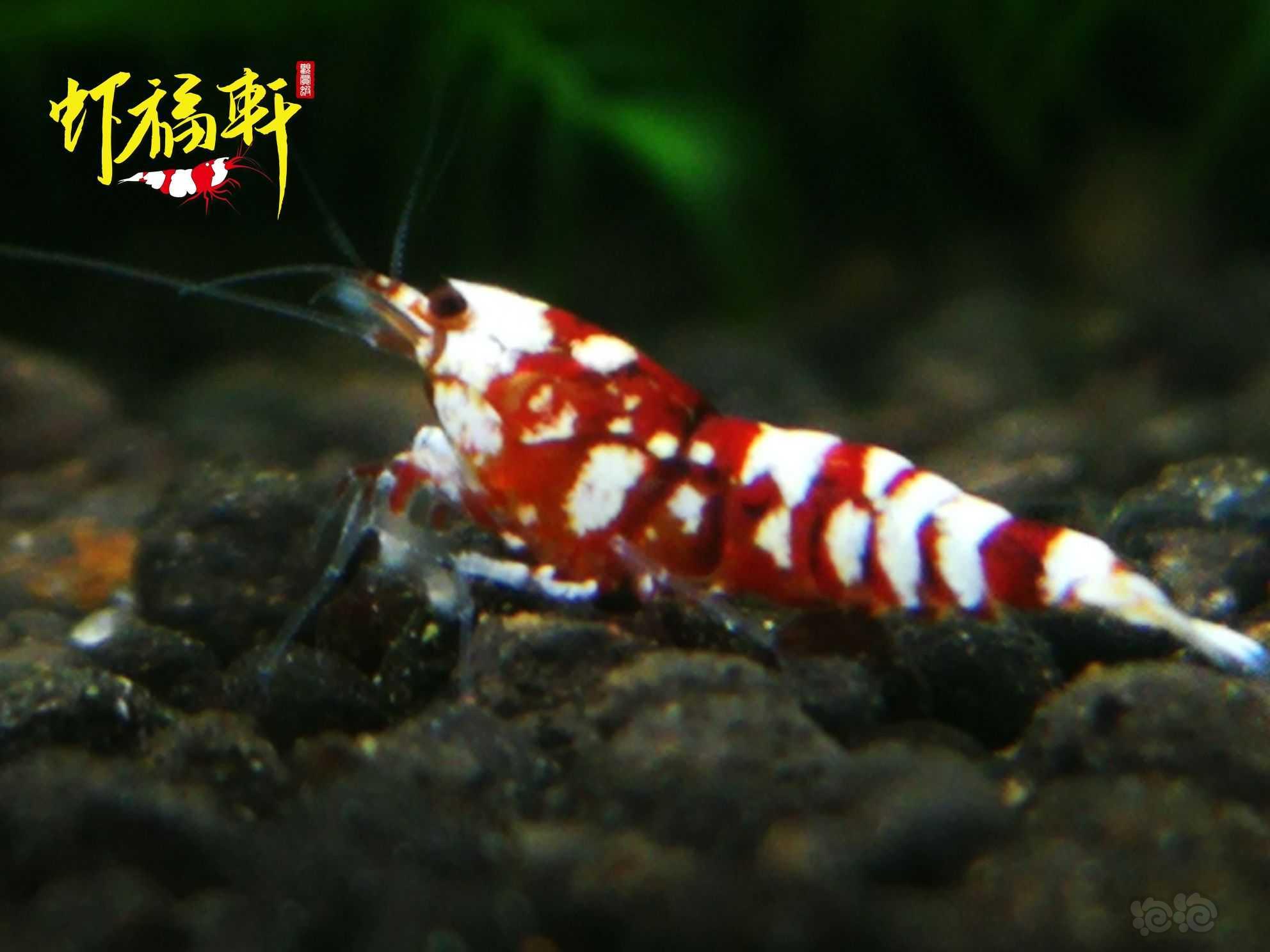 【虾】2021-06-09#RMB拍卖#红花虎小苗5只-图4