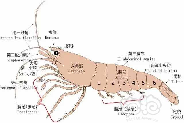 论水晶虾的身体结构及繁殖方式-图1