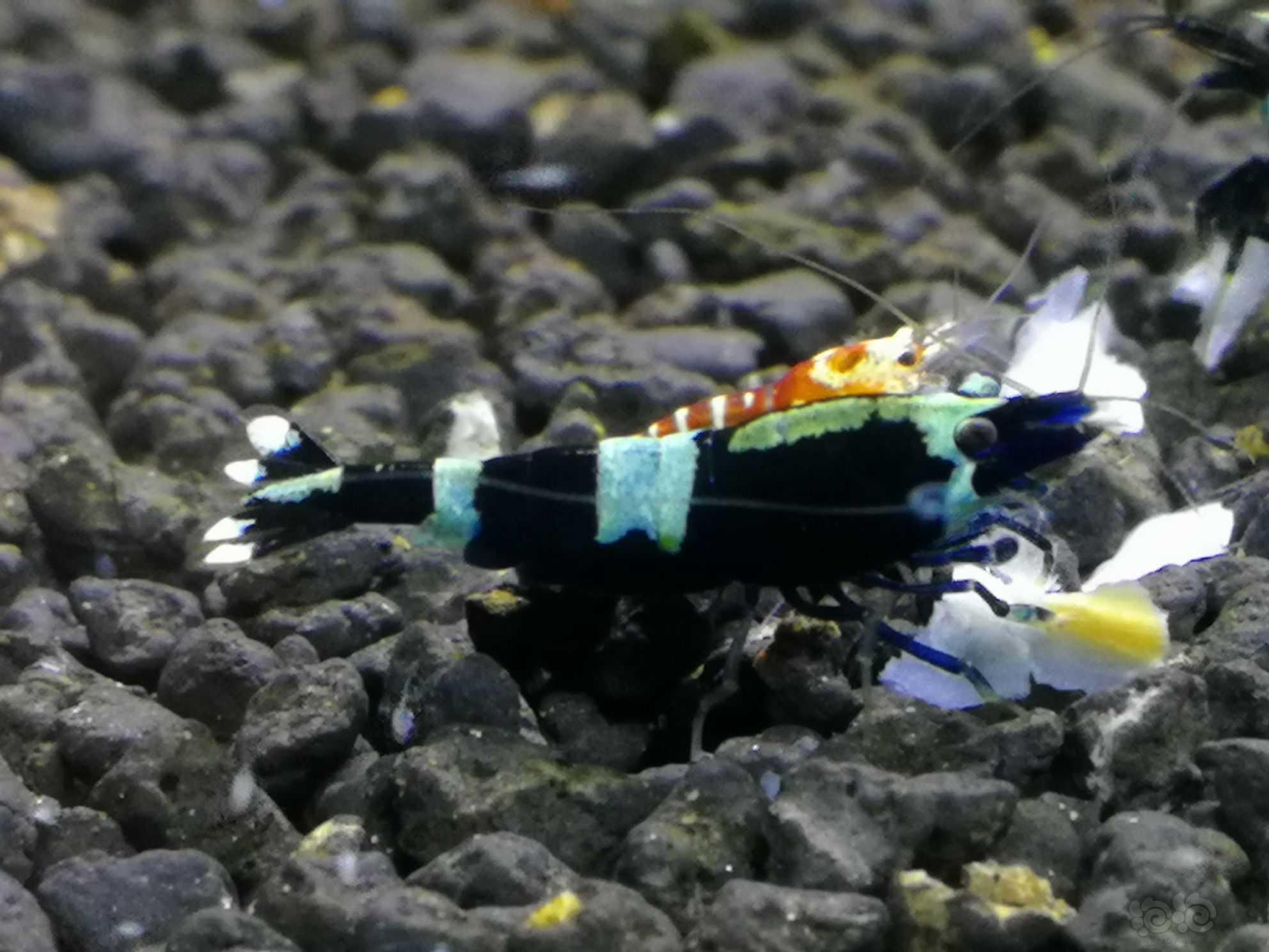 蓝背金刚水晶虾-图1