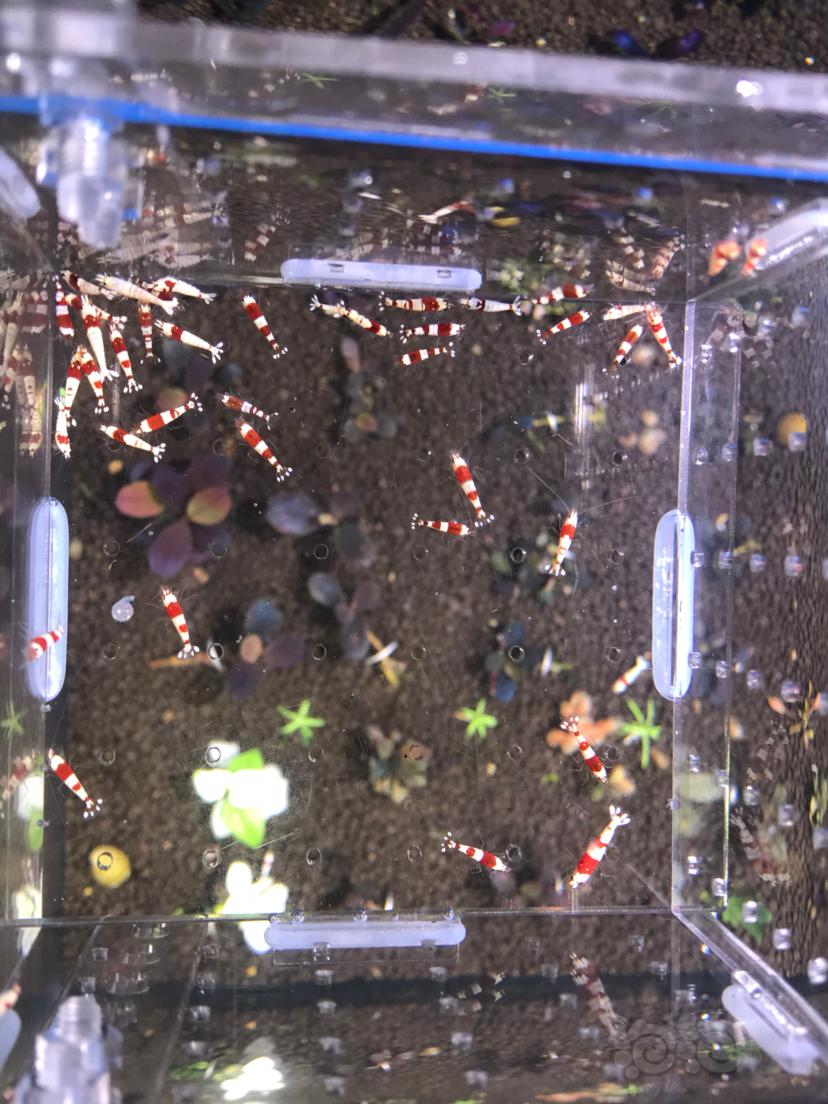 出一组自来水养殖的红白水晶虾-图1