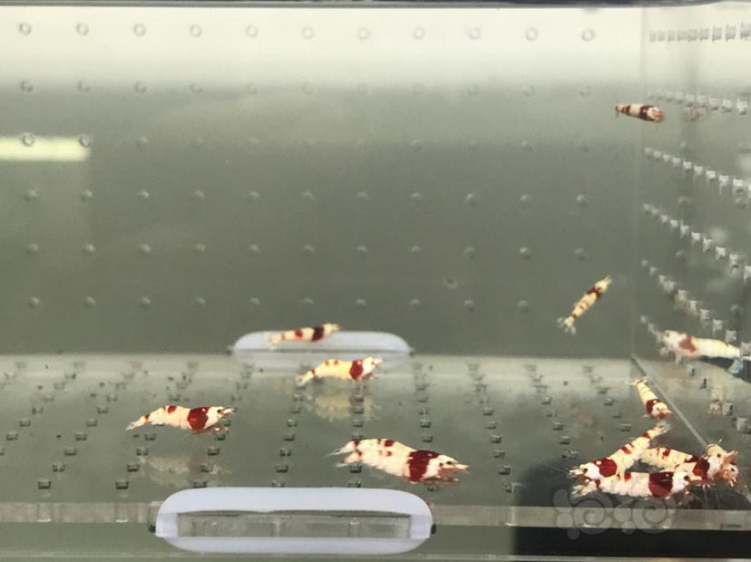 【虾】2021-6-14#RMB拍卖#纯血红白禁止丸子一份16只-图1