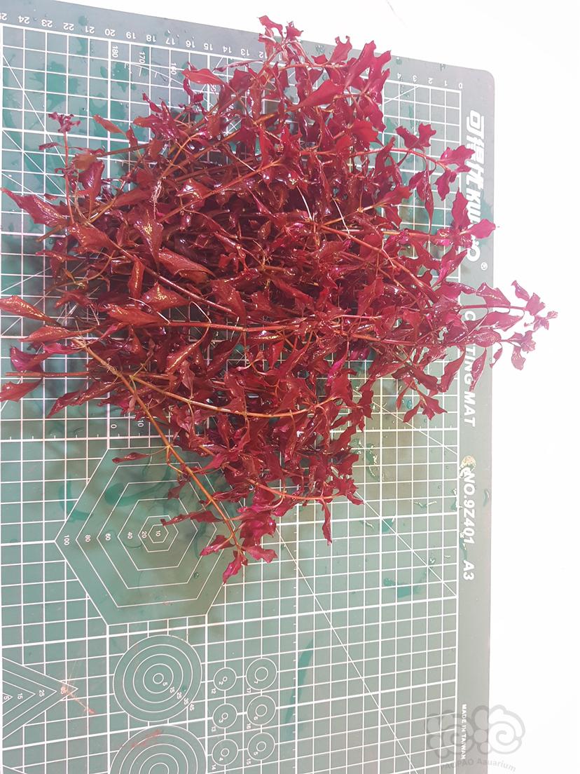 出打头草紫红丁香-图2