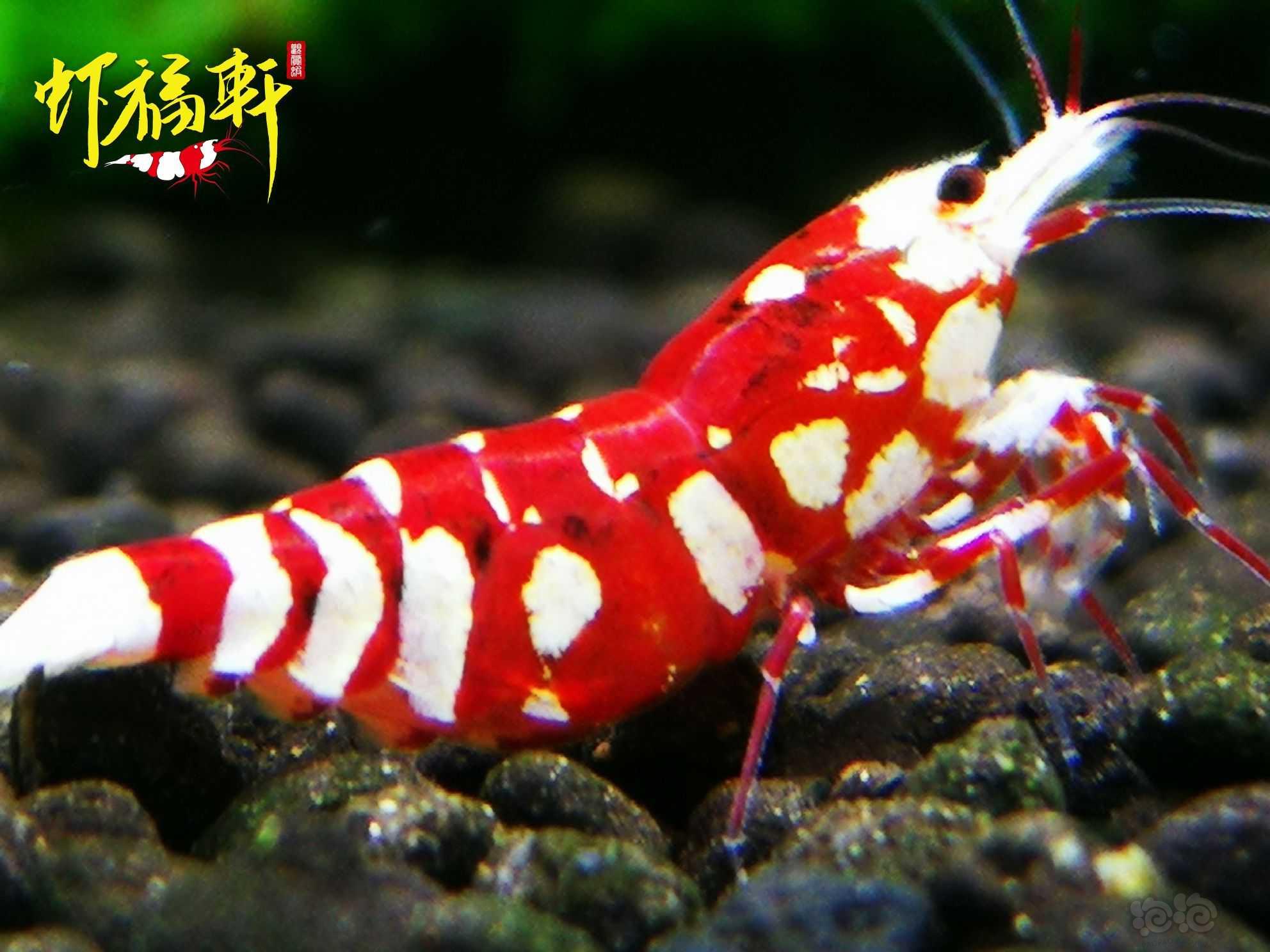 【虾】2021-06-20#RMB拍卖#优质红花虎种虾级2只-图1