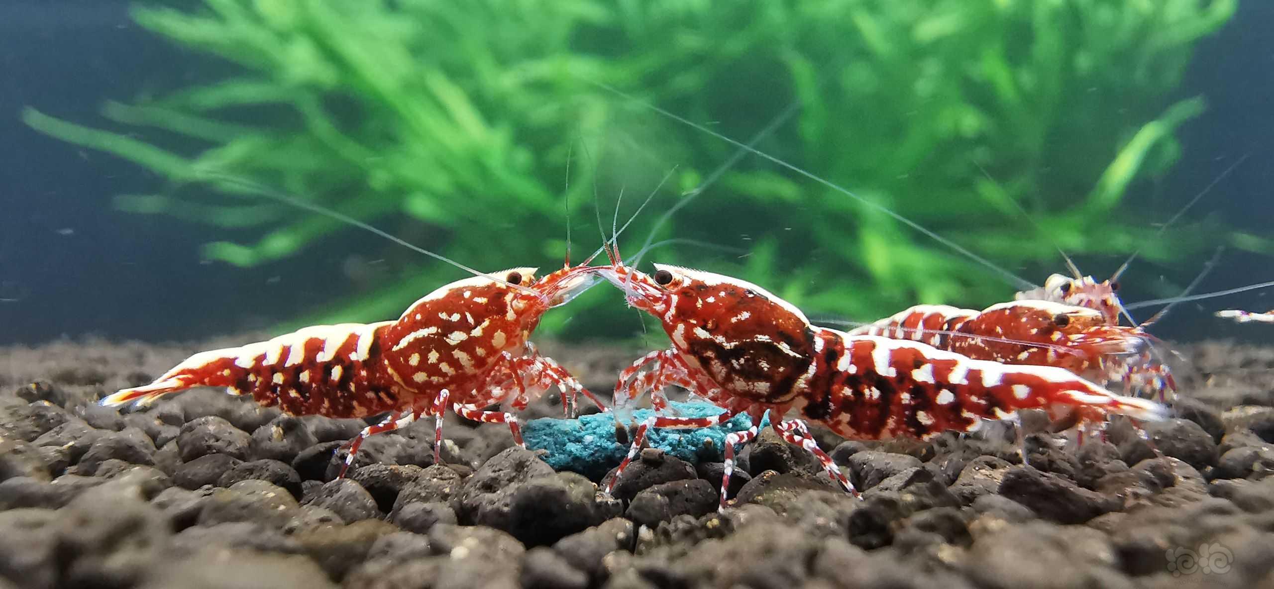 水晶虾啊水晶虾-图1