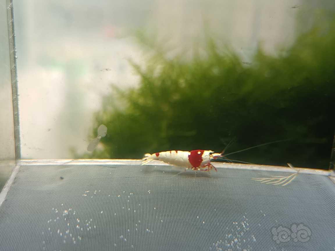 【虾】2021-06-2#RMB拍卖#红白纯血水晶虾一份4只-图4