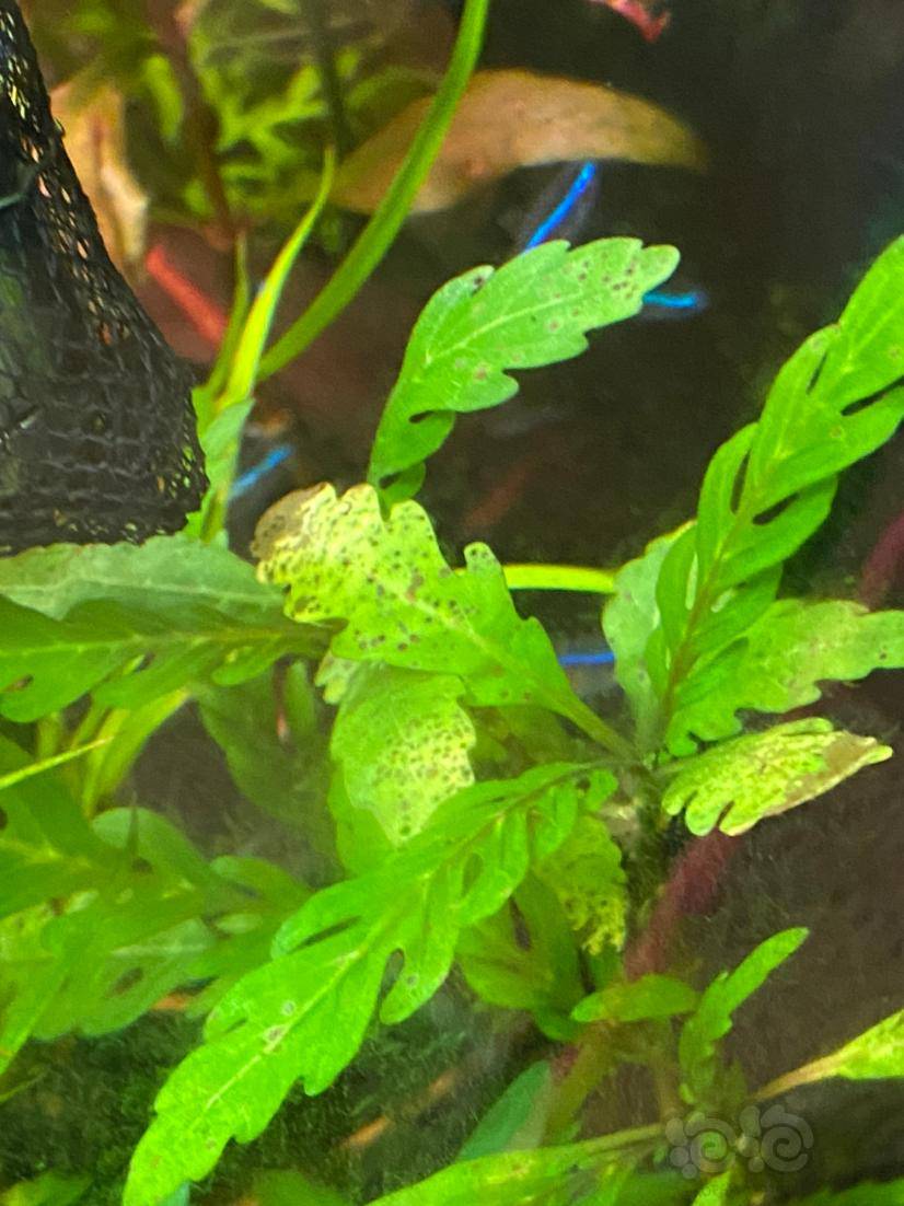 水草变黄起黑点是什么问题呢