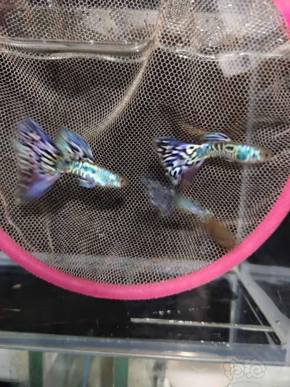 孔雀鱼之银河马赛克