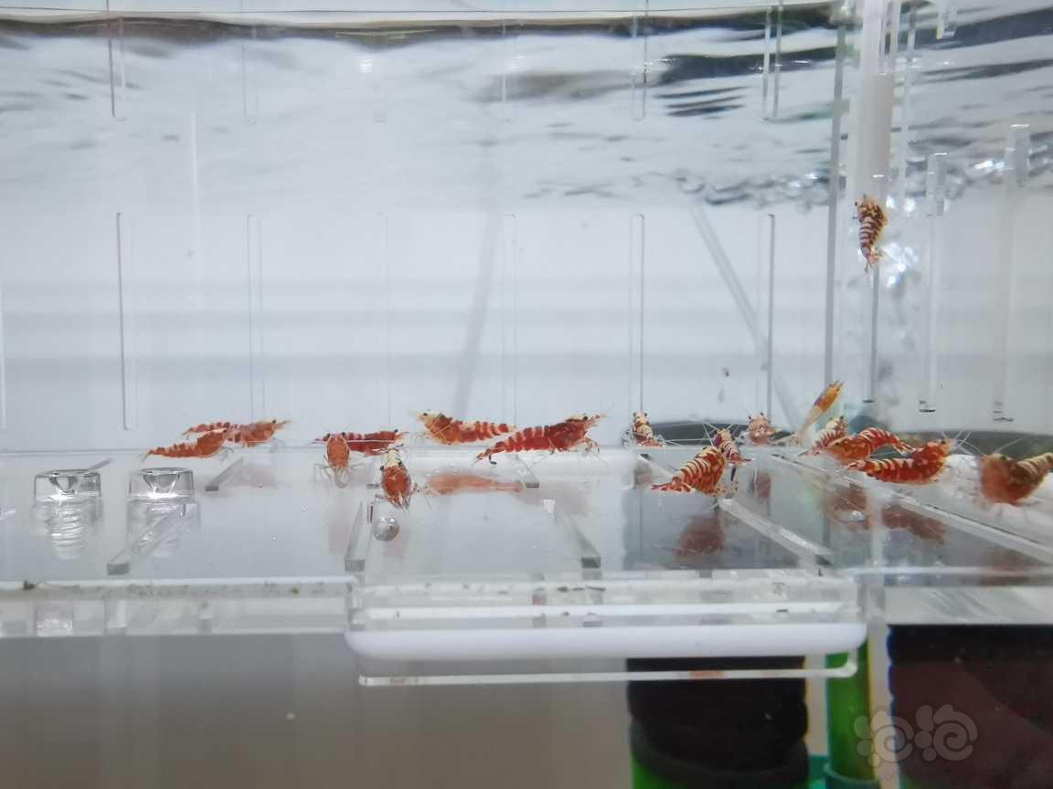 【虾】2021-06-19#RMB拍卖红银河水晶虾20只-图1