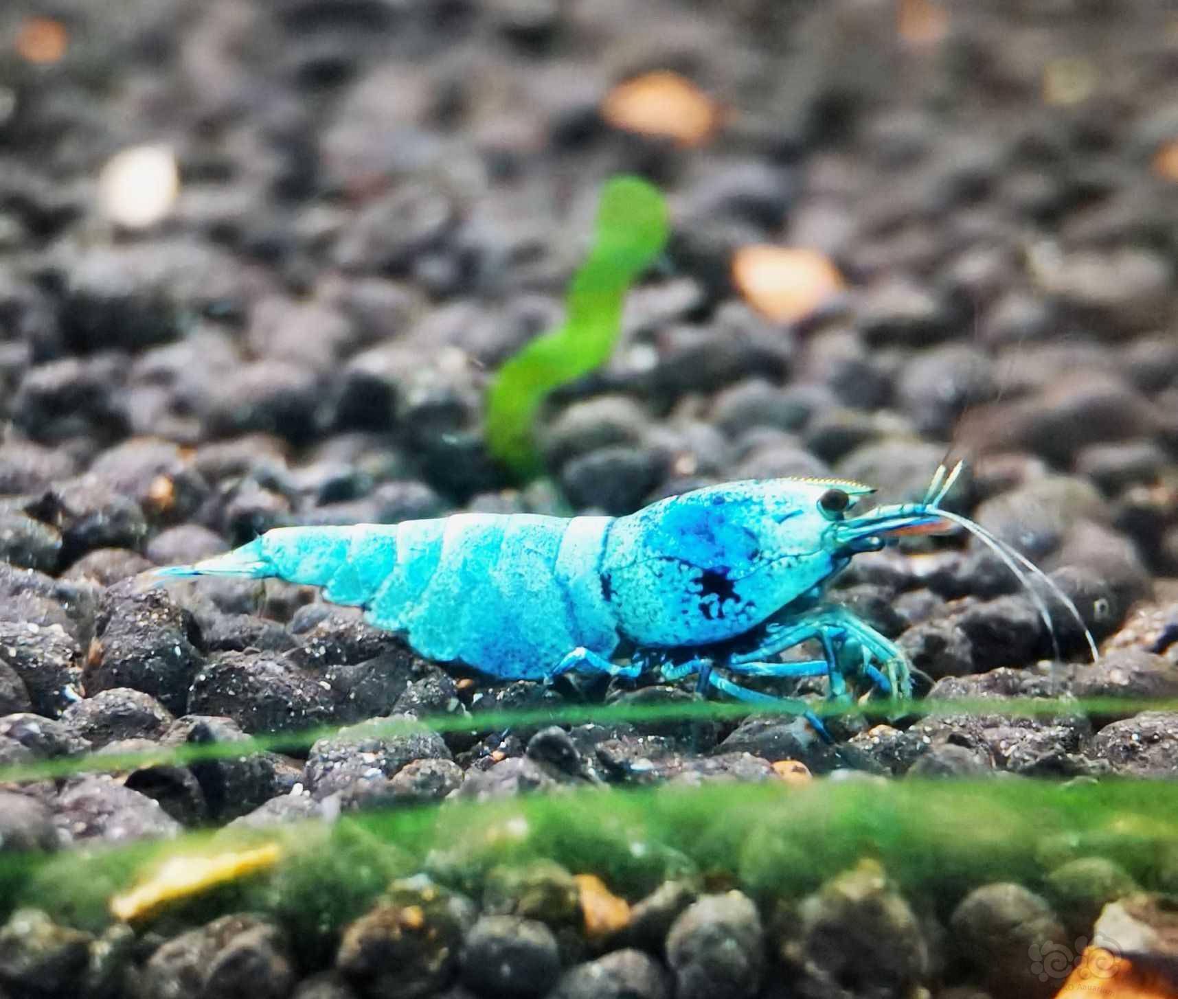 2021628rmb拍卖蓝金刚水晶虾一份2只