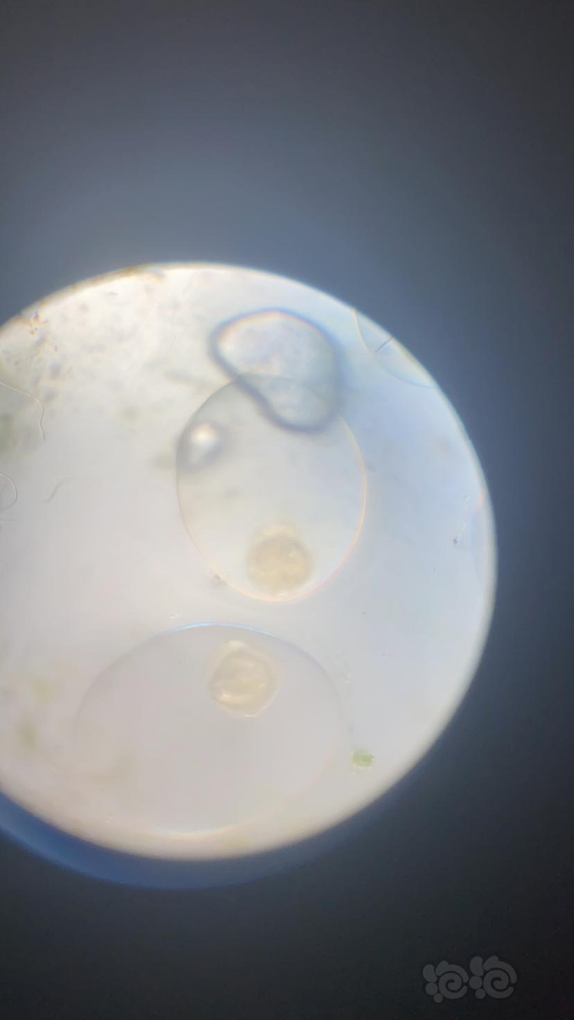 海钱螺的卵的图片图片